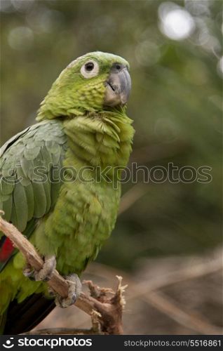 Closeup of a YellowNaped Parrot (Amazona auropalliata), Macaw Mountain Bird Park, Copan, Copan Ruinas, Copan Department, Honduras