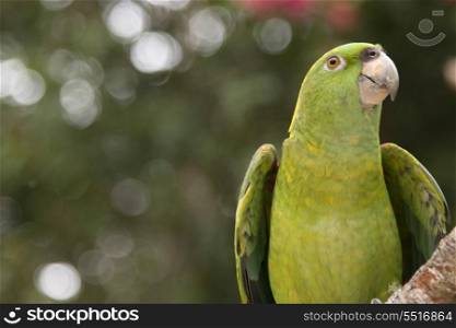 Closeup of a YellowNaped Parrot (Amazona auropalliata), Macaw Mountain Bird Park, Copan, Copan Ruinas, Copan Department, Honduras