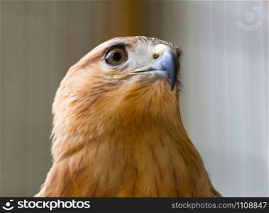 Closeup of a young hawk