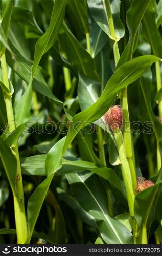 closeup of a young maize plant in summer
