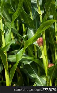 closeup of a young maize plant in summer