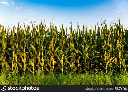 Closeup of a young maize plant in summer. Corn field background. Closeup of a young maize plant in summer.