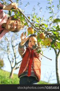 Closeup of adorable little girl picking fresh organic apples from the tree with senior woman in a sunny autumn day. Grandparents and grandchildren leisure time concept.. Little girl picking apples from tree with senior woman