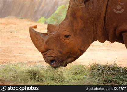 closeup of african rhino in the zoo