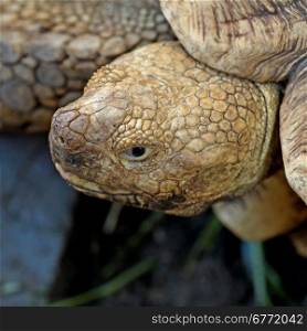 closeup of african spurred tortoise or geochelone sulcata
