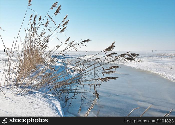 Closeup of almost frozen creek surrounded with reeds, running through snowy coastal meadow at Parnu beach, Estonia and falling into the fully frozen Baltic sea on sunny winter day