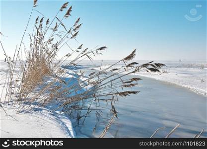 Closeup of almost frozen creek surrounded with reeds, running through snowy coastal meadow at Parnu beach, Estonia and falling into the fully frozen Baltic sea on sunny winter day