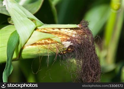 Closeup of almost ripe corn vegetable still on plant