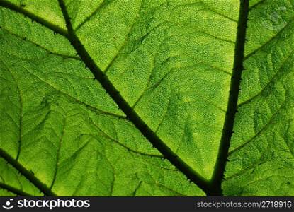 closeup of an interesting structured brightly green leaf with shallow depth of field