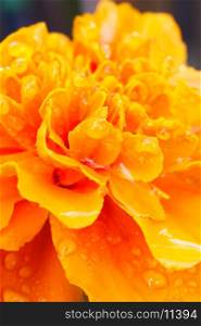 Closeup of an orange marigold (Tagetes erecta). Droplets.