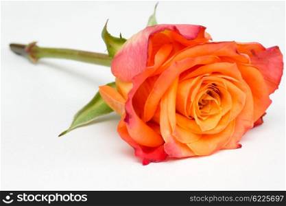 Closeup of an orange rose