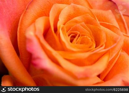 Closeup of an orange rose