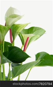 Closeup of anthedesia anthurium with white, green and red flowers in white flowerpot on white background.
