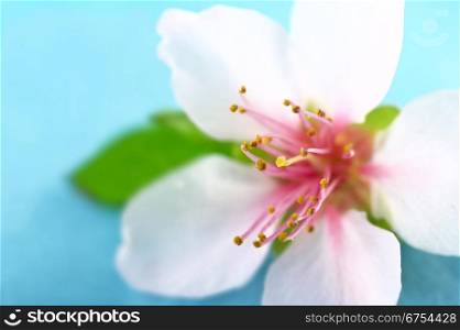Closeup of anthers and stigma of a peach blossom (Very Shallow Depth of Field, Focus on some of the anthers and the stigma). Anthers and Stigma of a Peach Blossom