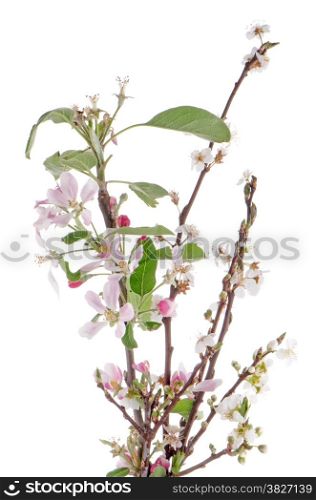 Closeup of Apple blossoms isolated on white background.