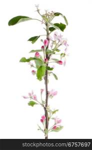 Closeup of Apple blossoms isolated on white background.