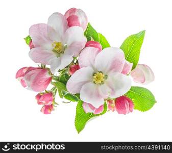 Closeup of apple tree blossoms with green leaves. Spring flowers isolated on white background