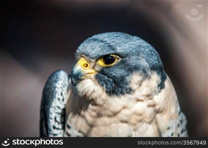 closeup of aragorn raptor bird from family of falcons