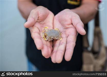Closeup of baby sea crab in hand