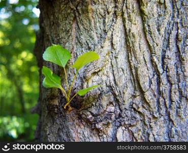 Closeup of bark and new branch with leaves of tree in park or forest. Nature and environment.
