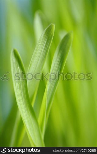 Closeup of barley seedlings. Short depth-of-field.