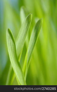 Closeup of barley seedlings. Short depth-of-field.