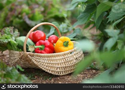 Closeup of basket of fresh vegetables