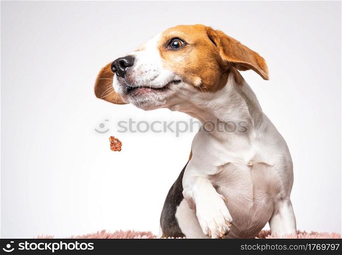 Closeup of Beagle dog, portrait, in front of white background. Closeup of Beagle dog, portrait, in front of white