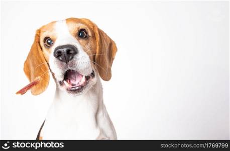 Closeup of Beagle dog, portrait, in front of white background. Closeup of Beagle dog, portrait, in front of white