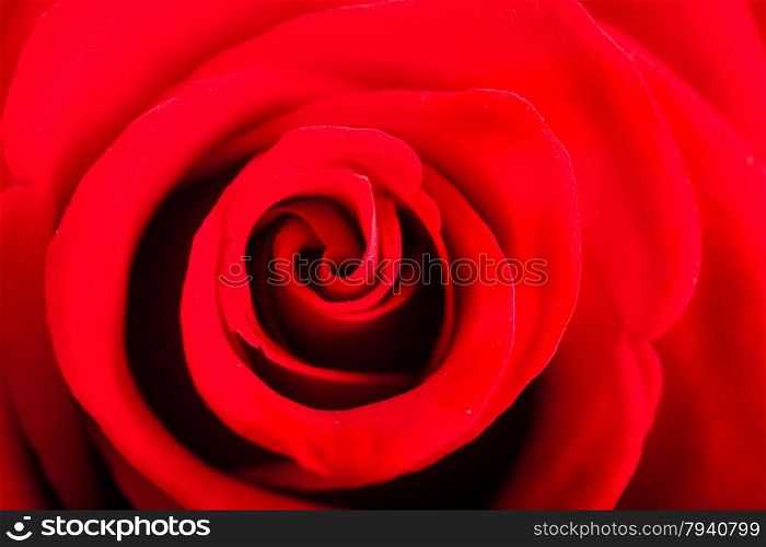 Closeup of beautiful blossoming red rose flower as love or nature background