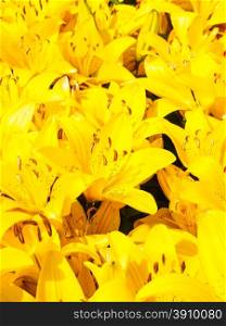 Closeup of beautiful bouquet of yellow lilies