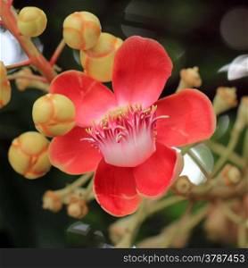closeup of beautiful cannonball tree flower