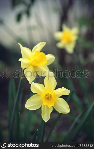 Closeup of beautiful Daffodils (Narcissus)