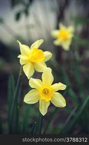 Closeup of beautiful Daffodils (Narcissus)