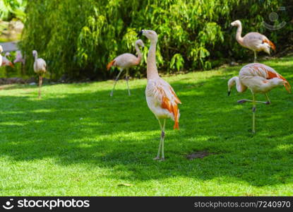 Closeup of beautiful flamingos group walking on the grass in the park. Vibrant bird on a green lawn on a sunny summer day. Flamingo elegant walking. Closeup of beautiful flamingos group walking on the grass in the park. Vibrant bird on a green lawn on a sunny summer day. Flamingo elegant walking.