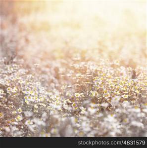 Closeup of beautiful fresh daisy meadow in warm yellow sun light, abstract floral background, soft focus, many white little wildflowers, summer season