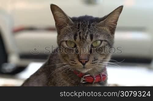 Closeup of beautiful gray striped cat with red collar outdoors