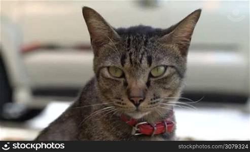 Closeup of beautiful gray striped cat with red collar outdoors