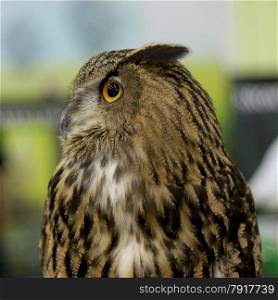 closeup of beautiful great owl