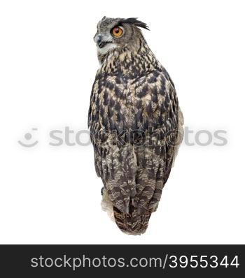 closeup of beautiful great owl isolated on white background