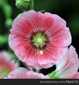 closeup of beautiful hollyhock flower