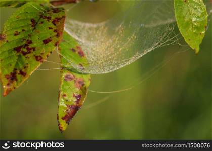 Closeup of beautiful lace of spider web covered by morning dew between green leaves against blurry green background in sunlight