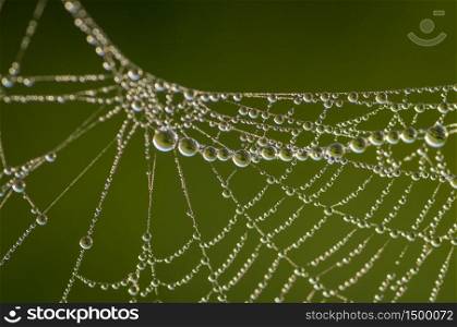 Closeup of beautiful lace of spider web covered by morning dew drops against blurry green background
