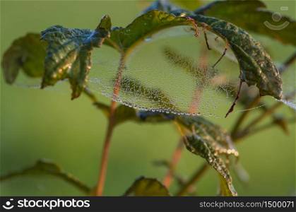 Closeup of beautiful lace of spider web covered by morning dew on green plant against blurry green background in sunlight