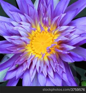 closeup of beautiful lotus flower&#xA;