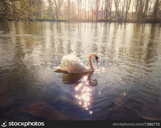 Closeup of beautiful majestic white swan floating on the river in a sunny spring morning in Strasbourg, France.