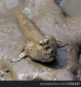 Closeup of beautiful mudskipper fish