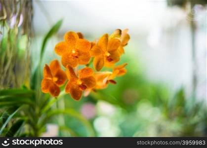 closeup of beautiful orchid flower in garden