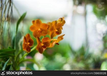 closeup of beautiful orchid flower in garden