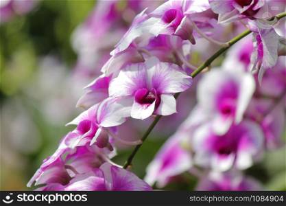 closeup of beautiful orchid flower with nature background